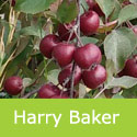 Crab Apple Tree Malus Harry Baker